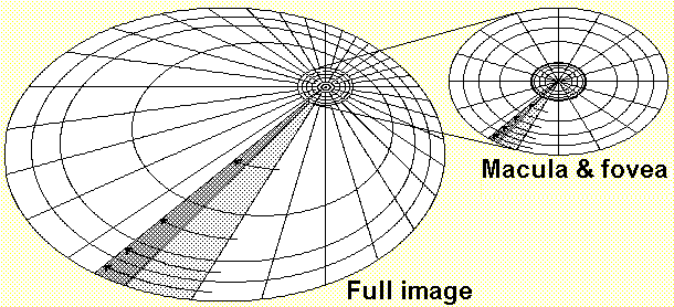 Rounded pseudo-macula and pseudo-fovea moving within an elliptical viewport